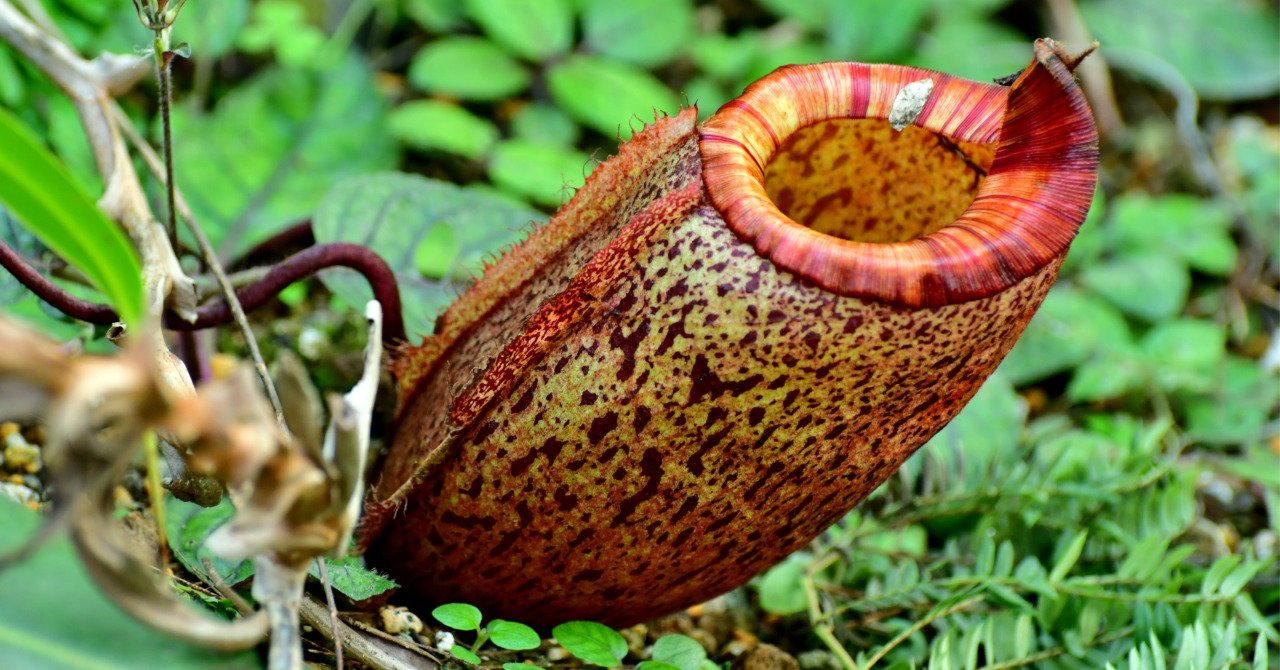 食虫植物ネペンテス(ウツボカズラ)】標高1400mから2200mまでに生息するミドル～ハイランド種、ミラやブルケイなど【計16種】 - ネペ吉のブログ