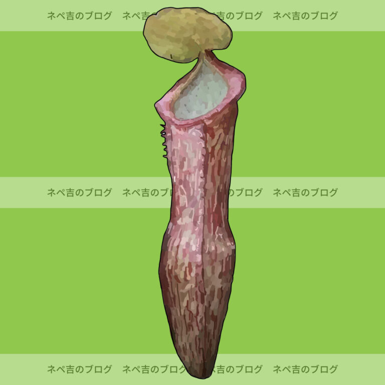 【ネペンテス・ビカルカラタ】大きな2つの牙と大容量の袋を付ける世界的に人気のネペンテス(ウツボカズラ)。基本情報や特徴、適正温度など
