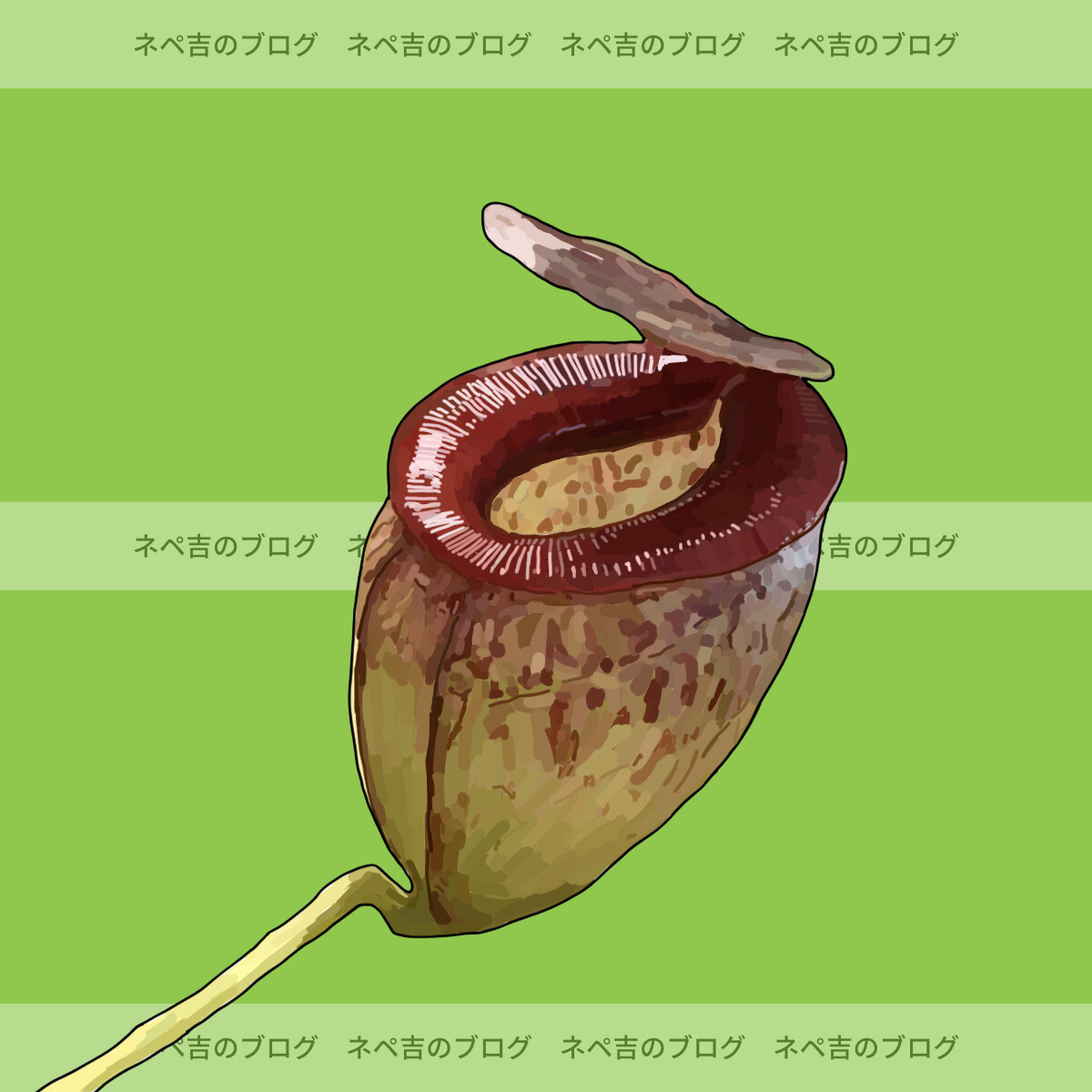 ウツボカズラ　ネペンテス　N.テヌイス　食虫植物 ネペンテス・テヌイス】極小サイズの袋を付ける、とても可愛い