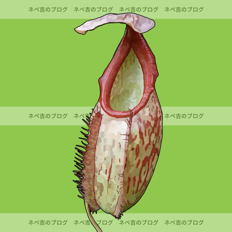 【ネペンテス・カーシアナ】インドに唯一自生すると言われているネペンテス(ウツボカズラ)。基本情報や特徴、適正温度など【ローランド~ミドルランド