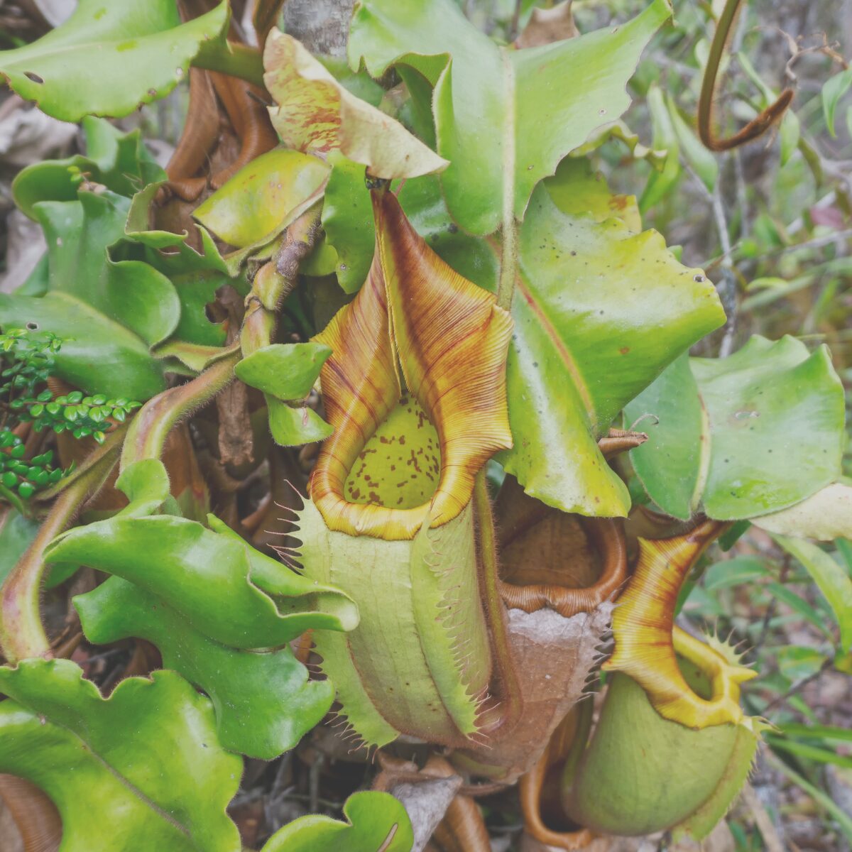 ネペンテス・ビーチー】美しく色鮮やかな襟を付ける着生植物のネペンテス(ウツボカズラ)。基本情報や特徴、適正温度など【ローランド～ミドルランド種】 -  ネペ吉のブログ