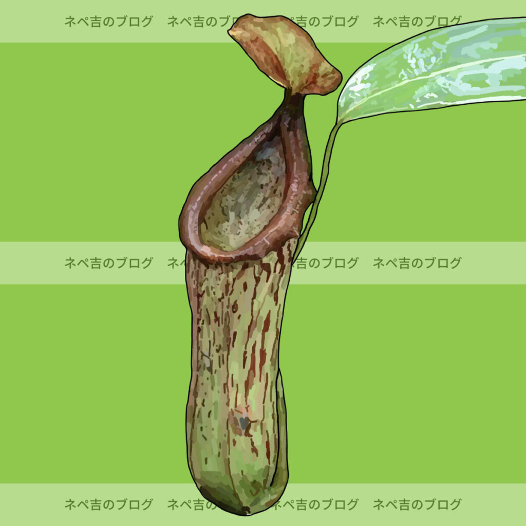 全312種】食虫植物図鑑 - ネペ吉のブログ